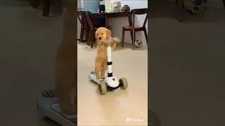 Smart Ride#cute #pets #dog #cutedog #love