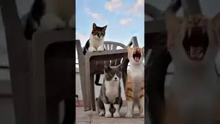 Мои кошки против садового кресла&hellip; Кресло победило 😼🪑😂