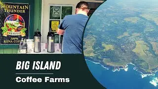 Discover the Art of Coffee: An Adventure to the Kona Coffee Farms in Hawaii