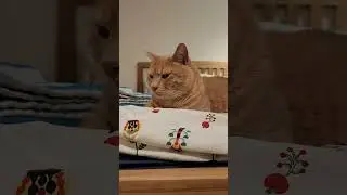 George and Oskar, ups and downs. daily life of our two cats #cat #catlover #cute #twocats #cutecat