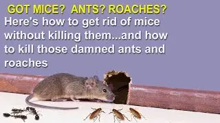 HOW TO RID YOUR HOUSE OF MICE, ANTS AND ROACHES! - John Tyler