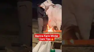 Bachra Farm Winter Care Tips🔥 #bull #cattle #videoshorts #shorts