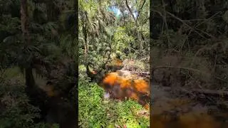 Beautiful Cabbage Palm Trees & Pretty Orange Water at Bear Creek Nature Trail! Winter Springs