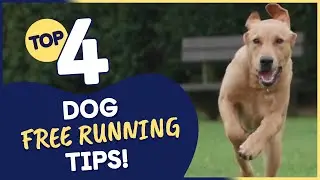 Top 4 Dog Free Running Tips (That Could Help You & Your Dog)