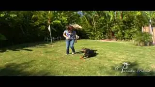 Dog Training Los Angeles Paradise Ranch