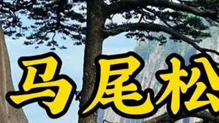 马尾松托盘料 建筑木方#上热门 #木材加工 #源头实力厂家 #工厂实拍视频 #原创