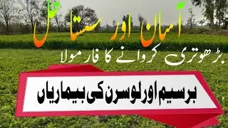 How to Control of Stem Rot disease of Berseem|برسیم کی گلنے سڑنے والی بیماری کوکنٹرول کرنے کافارمولہ