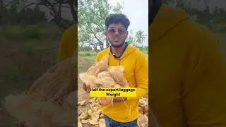 Coconut Exports 🥥 | #coconut #export #dubai #trending #shorts