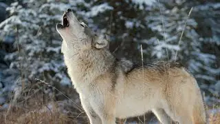 most dangerous wolf in the world in the action 4K video