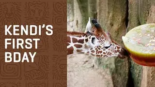 Happy Birthday, Kendi GIRAFFE!