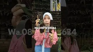Anggrek lucu malleola baleinsis#orchid #anggrekspesies #anggrekkoleksi #anggrekmalang