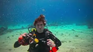 Liveaboard 2024 Day 2 on Ghazala Explorer (Wrecks and reefs)