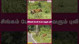 சிங்கம் போல் உலா வரும் புலி...|Flix9