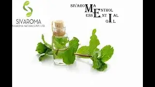 Sivaroma Menthol Oil