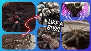 More rehouses, including escapee's and drama spoods!