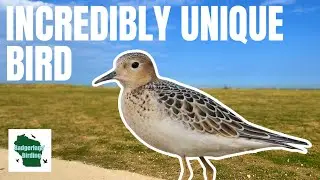 Discover the SECRET Life of Buff-breasted Sandpipers!