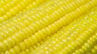 Fresh Corn Stock Video