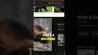 joe rogan on wolverine killing bears!! 🔥