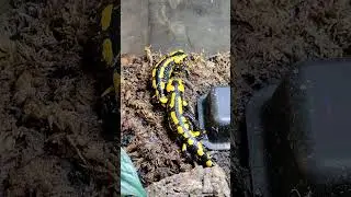 Fire salamander breeding behavior - Salamandra salamandra terrestris 🔥