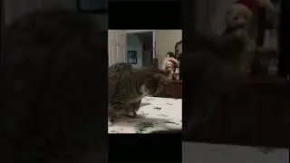 Jurassic Cat