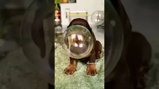 Baby Puppy Milo Chases Colorful Floating Bubbles | Relaxing Nature Harmony Short