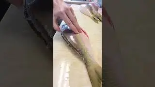 How to fillet #yellowtail #snapper #snapperfishing #foodie #foodies #youtubeshorts