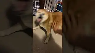 Angry Shiba Bites Owner