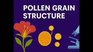 Pollen grain/ male gemetophyte