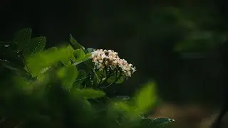 A Forest in the Rain | Cinematic Slow Nature