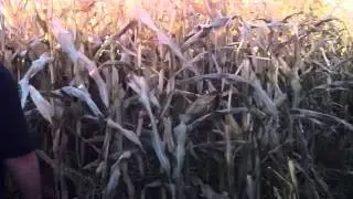 Lost in a Corn Maze !!