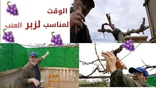 طريقة تقليم عريش العنب في وسط فصل الشتاء