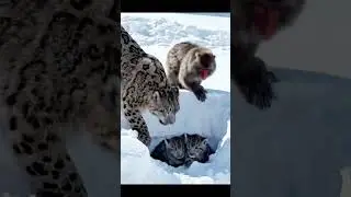 Monkey and snow leopard #wildlife #animals #nature #mountains with blood