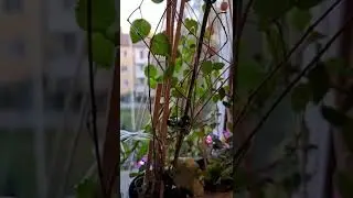 Plants and stuff