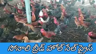 Sonali breed sales cutting purpose hens chicken videos