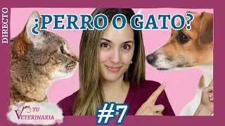 Tu Veterinaria 7&ordm; Directo - Perros vs. Gatos