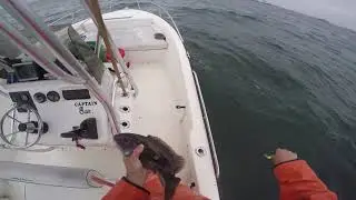 Blackfish Fishing Long Island Sound New York
