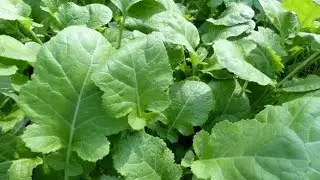 KILIMO CHA FIGIRI/ SOKO/ FAIDA/ HALI YA HEWA/ SHAMBA/ UPANDAJI/ MBEGU NA MAVUNO