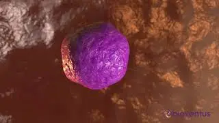 EXOGEN Mechanism of Action
