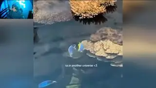 The best animal videos ever!
