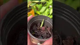 گیاه فیلودندرون استندلیانا ابلق ریشه پر جوانه خورده ( مانسترا استندلیانا، Philodendron Standleyana )