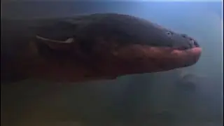 EL MONSTRUO DEL LAGO COLICO CAUSA CONMOCIÓN
