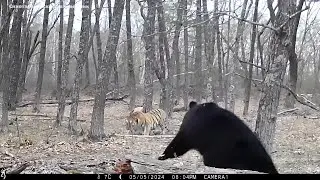Animals feed on tigress prey. Tiger vs Bear.