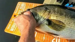 Big Bass on the Jig Cast2Catch