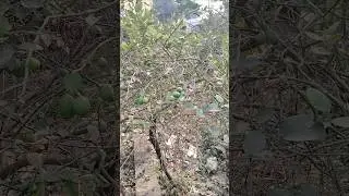 shorts video #Village lemon tree#🌳🍀🌿🌴