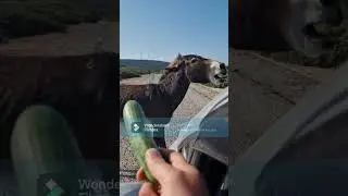 KARPAZ RUHU  MEHMET VELIBAS