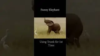#Viral #shorts Funny elephant 🐘🤣 #funnyanimals #funnyshorts #elephantvideos #tim