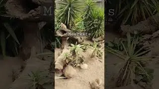 Meerkats, Love to see this tiny creature #youtubeshorts #shorts #melbourne #4k #ballaratwildlife