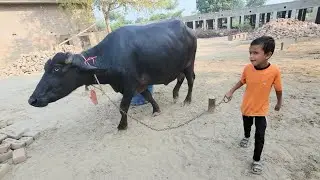 Buffalo drinking water from bucket | Village morning life | Chacha Bhatija