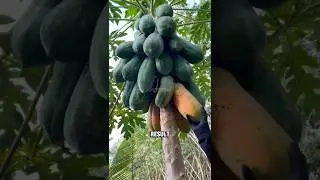 Why Your Papaya Tree Has No Fruit (Do This Trick!)