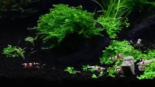 Funkensalmler im 60 L Nano Scape